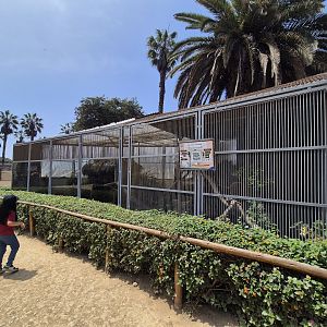 2nd Northern Colocolo exhibit