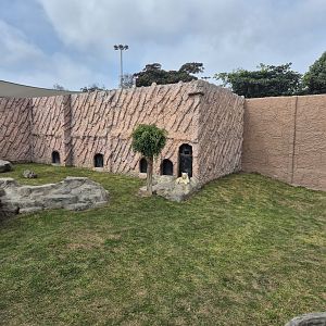 White Lion exhibit, Felinario
