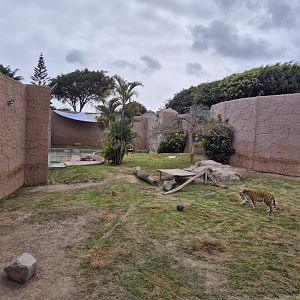 Tiger exhibit