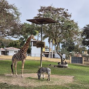 Giraffe/ Grevy's Zebra exhibit
