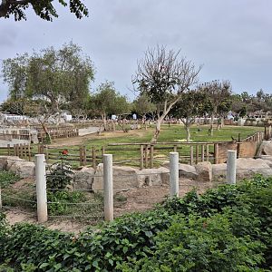 New Indian Rhino exhibit