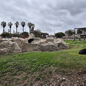 Spectacled Bear exhibit