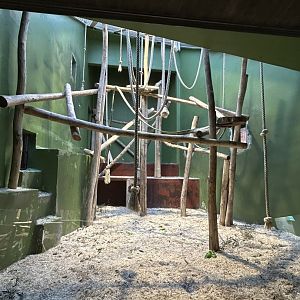 Colombian black spider monkey indoor exhibit