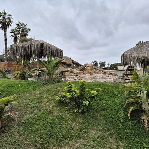 Hamadryas Baboon exhibit
