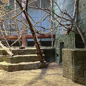 Colombian black spider monkey indoor exhibit