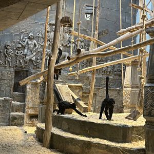 Colombian black spider monkeys