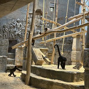 Colombian black spider monkeys