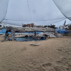 Penguin exhibit