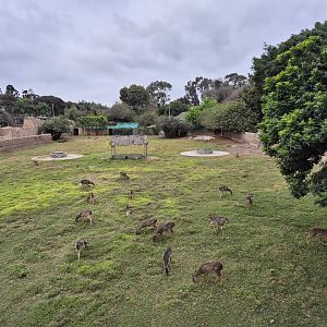 Peruvian White-tailed Deer exhibit