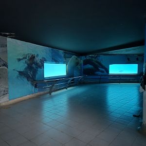 Sea Lion underwater viewing