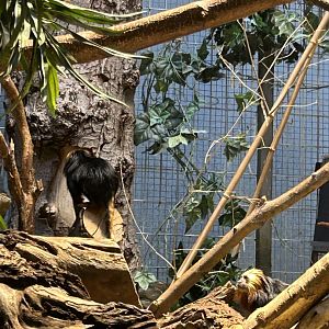 Golden-headed lion tamarins