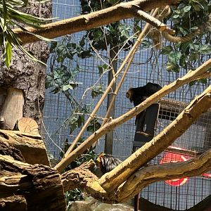 Golden-headed lion tamarins