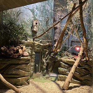 Callitrichidae exhibit