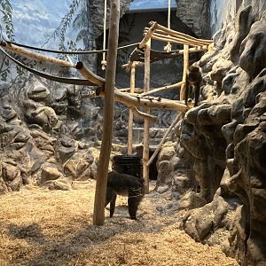 Mandrill indoor enclosure