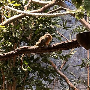 Western pygmy marmoset