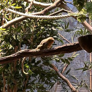 Western pygmy marmoset