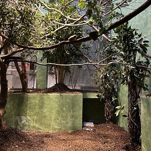 Western pygmy marmoset