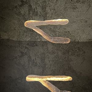 Naked molerat tunnels