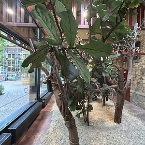 Goodfellow’s tree kangaroo exhibit