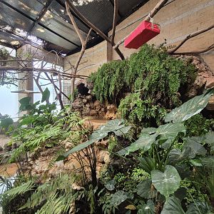 Cock-of-the-Rock House