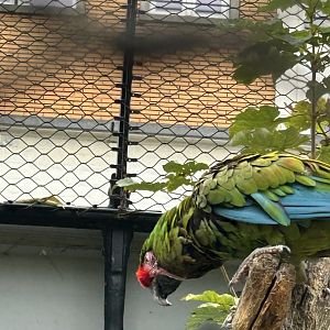 Mexican military macaw