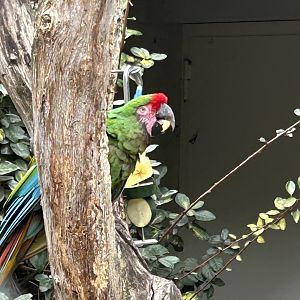 Mexican military macaw
