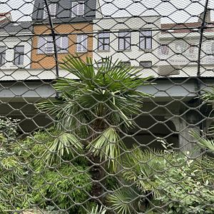 Military macaw aviary