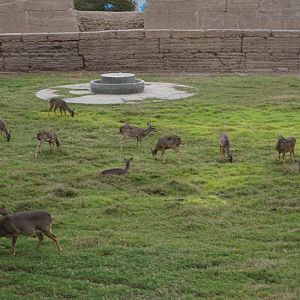 White-tailed deer exhibit