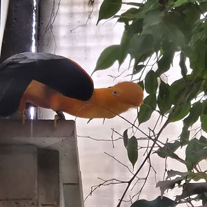 Cock-of-the-Rock House