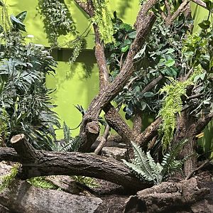 Black-and-rufous elephant shrew enclosure