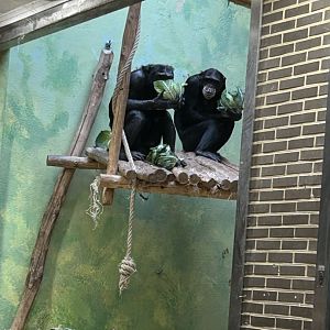 Western chimpanzees