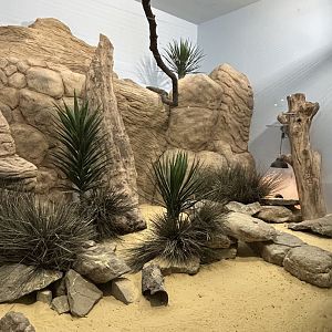 Round-eared elephant shrew exhibit