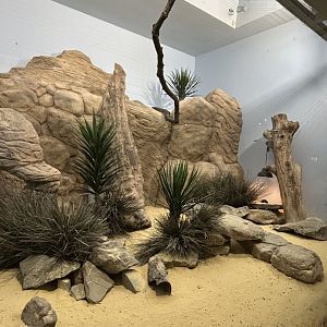 Round-eared elephant shrew exhibit