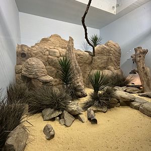 Round-eared elephant shrew exhibit