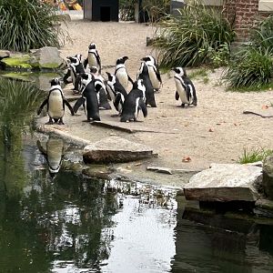 African penguins