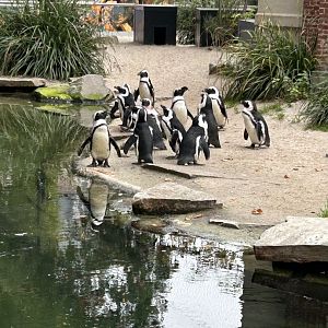 African penguins