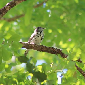 Bar-breasted Honeyeater (Ramsayornis fasciatus)
