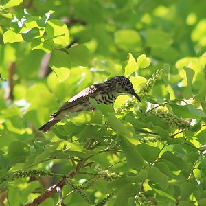 Bar-breasted Honeyeater (Ramsayornis fasciatus)