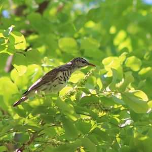 Bar-breasted Honeyeater (Ramsayornis fasciatus)