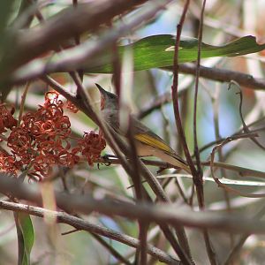 Rufous-throated Honeyeater (Conopophila rufogularis) - adult