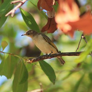 Rufous-throated Honeyeater (Conopophila rufogularis) - juvenile