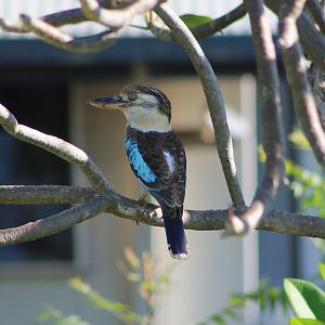 Blue-winged Kookaburra (Dacelo leachii)