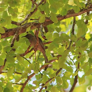Dusky Myzomela (Myzomela obscura)