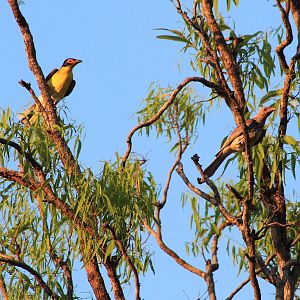 Australian Figbird (Sphecotheres vieilloti) pair