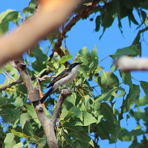 Paperbark Flycatcher (Myiagra nana)