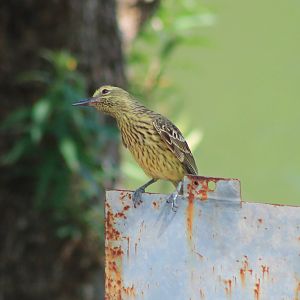 Green Oriole (Oriolus flavocinctus)
