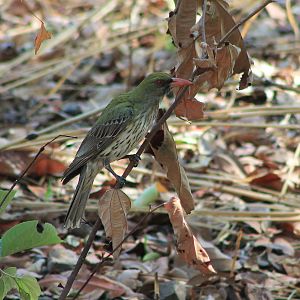 Olive-backed Oriole (Oriolus sagittatus)