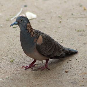 Bar-shouldered Dove (Geopelia humeralis)