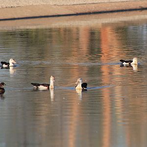 Radjah Shelducks (Radjah radjah)