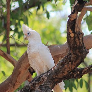 Little Corella (Cacatua sanguinea)